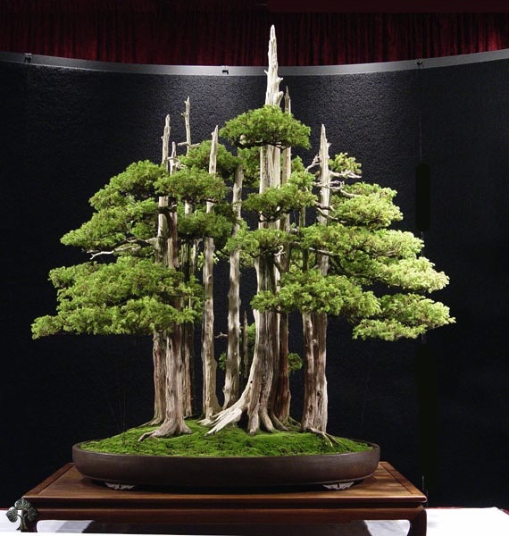 Goshin-bonsai