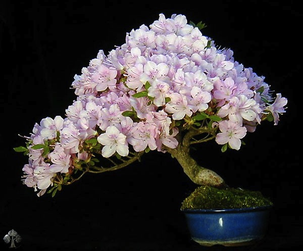 flowering-bonsai-wolfgang
