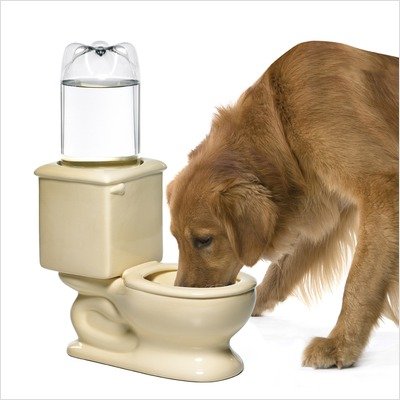 Toilet-Water-Bowl-1