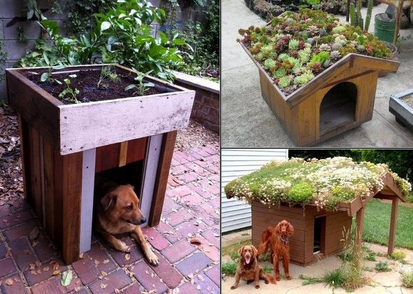 Green Roof on Your Dog's House