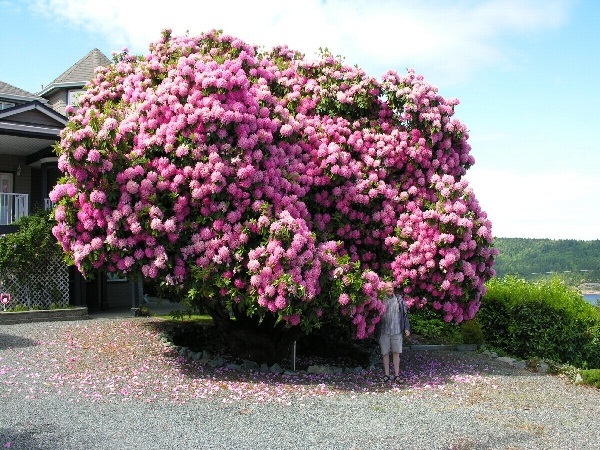 Rhododendron-Cynthia-2