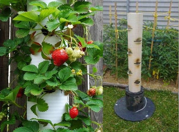 Strawberry-Tube-Planter-3