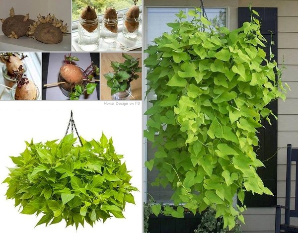 Potato-Vine-Plant