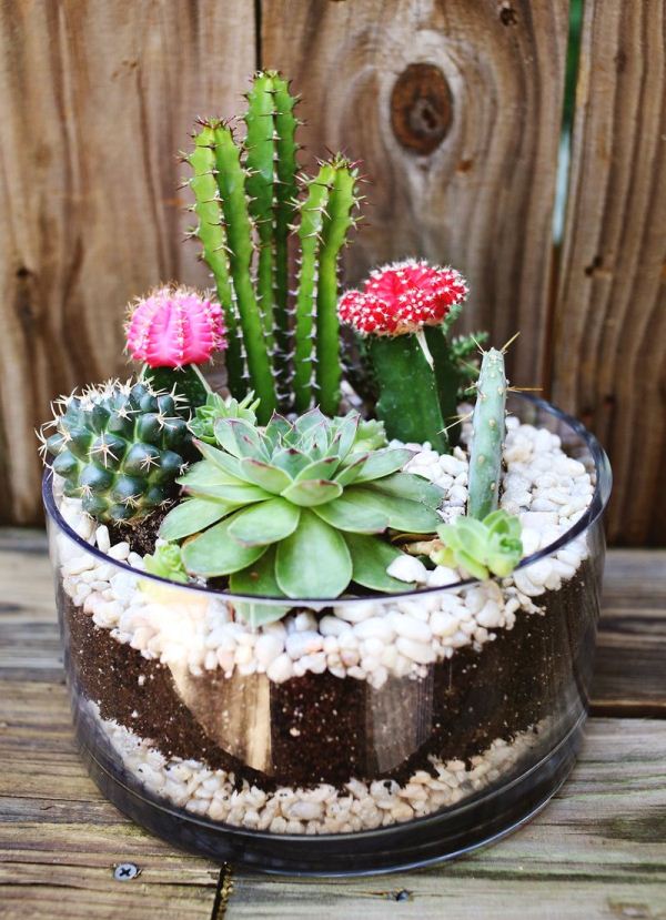 simple-cactus-garden-1