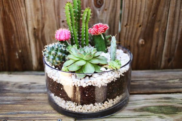 simple-cactus-garden-8