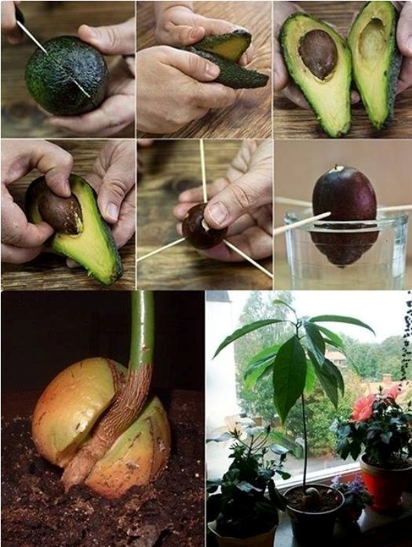 How do you grow an avocado tree that bears fruit