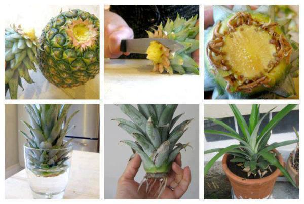 grow-Pineapple-home