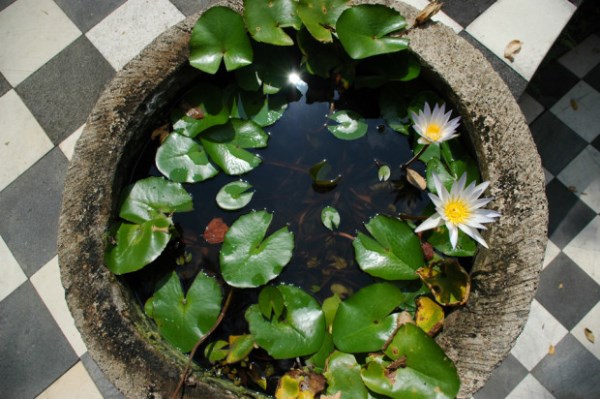 DIY-Containers-Garden-Pond-2