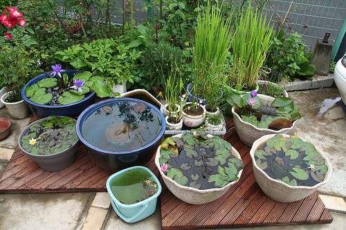 DIY-Containers-Garden-Pond-3