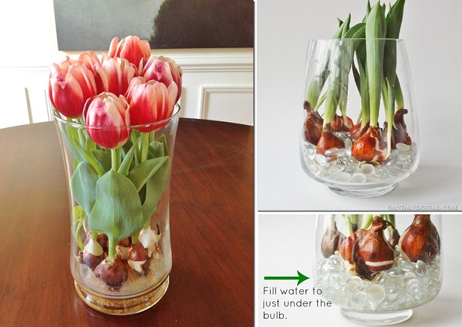 Forcing-Tulips-in-Water