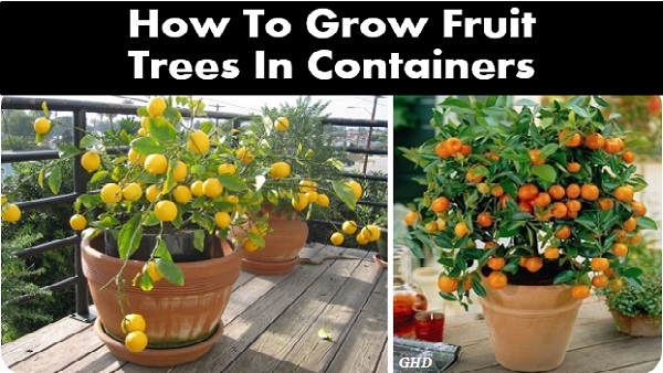 ¿Es bueno plantar árboles frutales en recipientes de plástico?