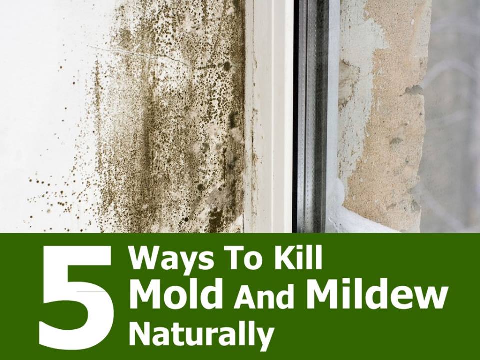 5-Natural-Ways-To-Kill-Mold-And-MIldew