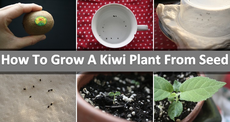 How-to-grow-a-kiwi-plant-from-seed
