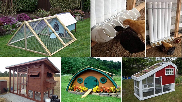 chicken-coop-projects