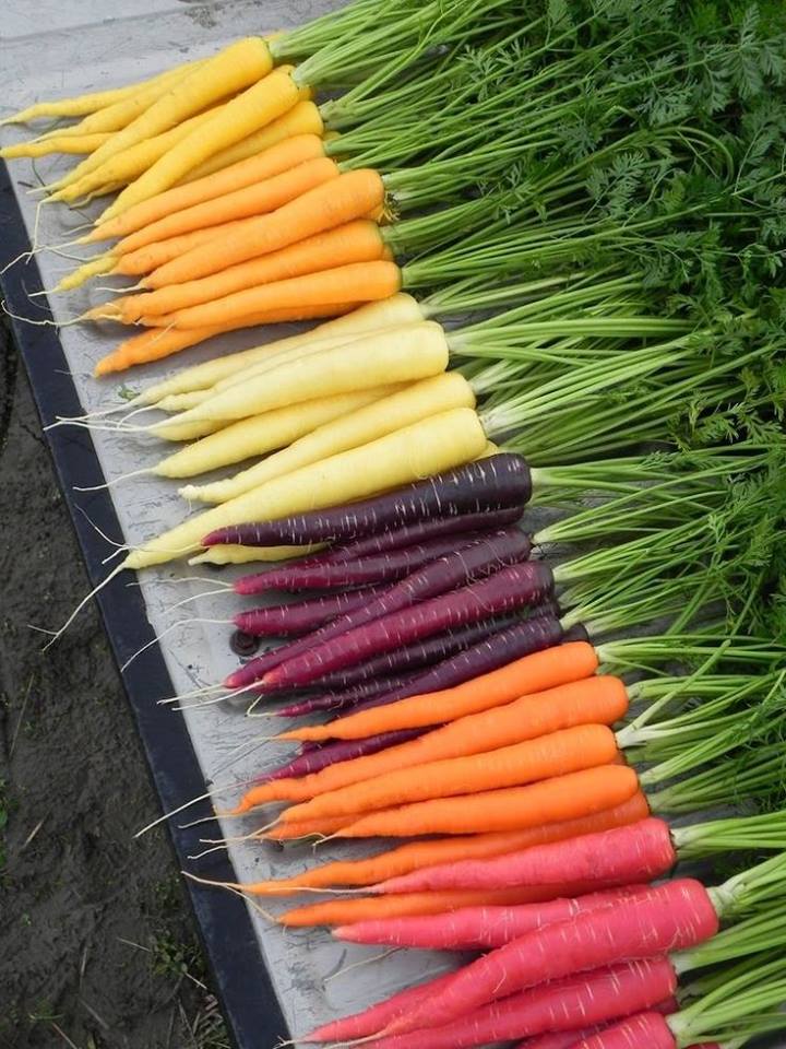 carrot-varieties