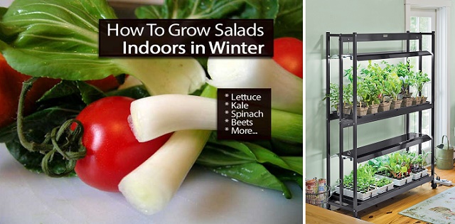 salad-indoors-1