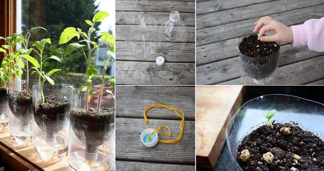 DIY-Plastic-Bottle-Seed-Starter-Pots