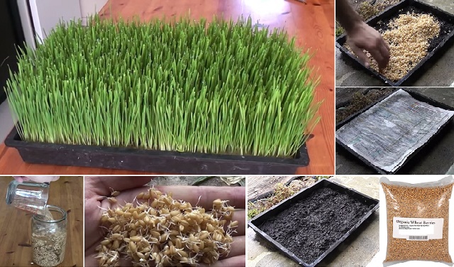 How-To-Grow-Your-Own-Wheatgrass