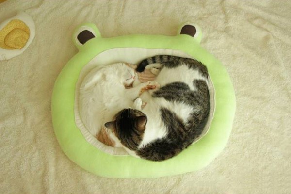 Smooth-Bed-For-Cats-9
