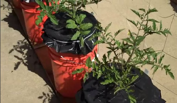 bucket-container-growing-system