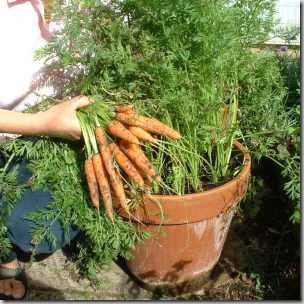 Container-Vegetable-Gardening-3