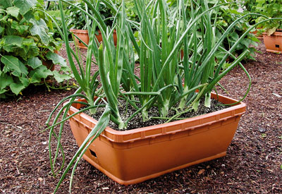 Container-Vegetable-Gardening-4