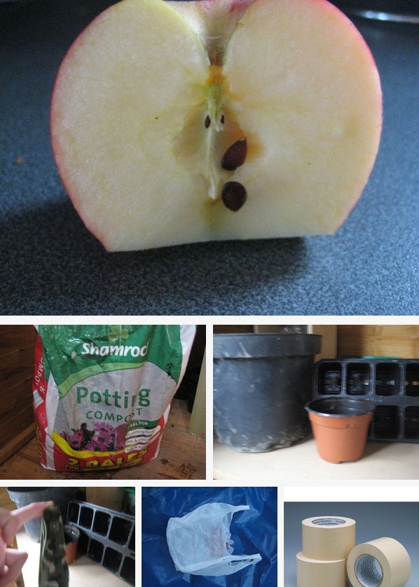 apple-tree-from-seeds-1