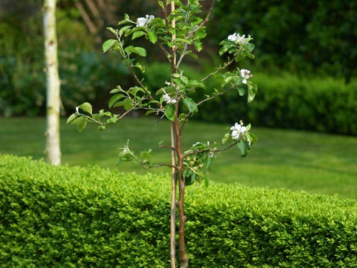 apple-tree-from-seeds-5