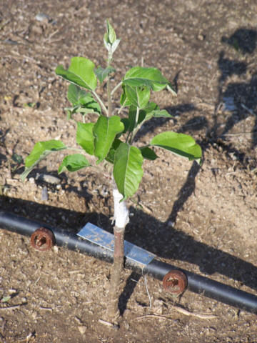 apple-tree-from-seeds