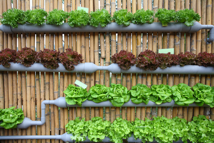 salad-vertical-garden-2