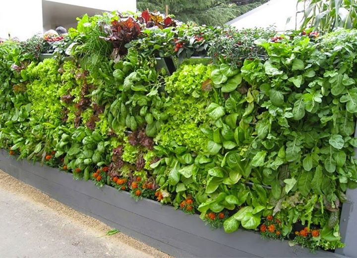 Amazing Salad Vertical Gardens Home, Wall Vertical Vegetable Garden Ideas