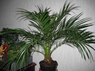 Grow-Date-Palm-from-Seeds-5