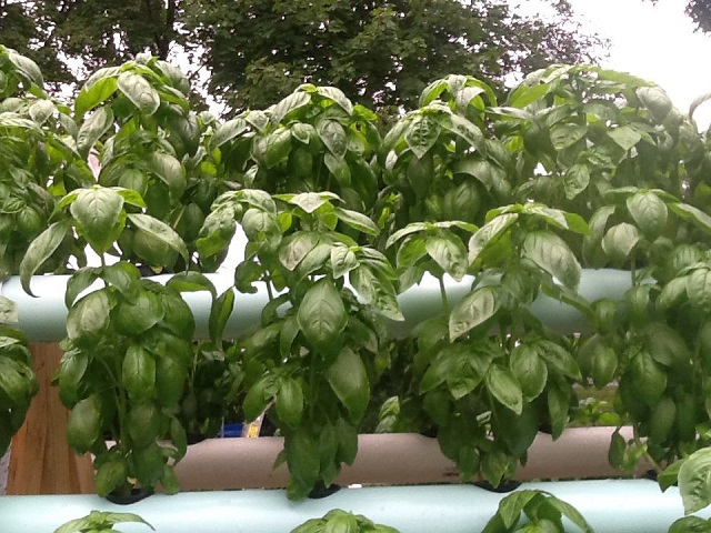vertical-hydroponic-system-10