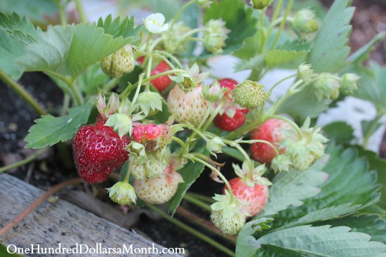 wood-pallet-garden-strawberries