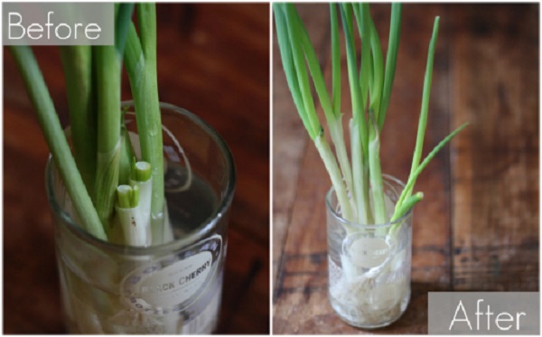 Growing-Green-Onions