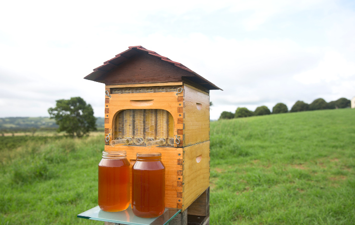 Honey-on-Tap-Directly-From-Your-Beehive-1