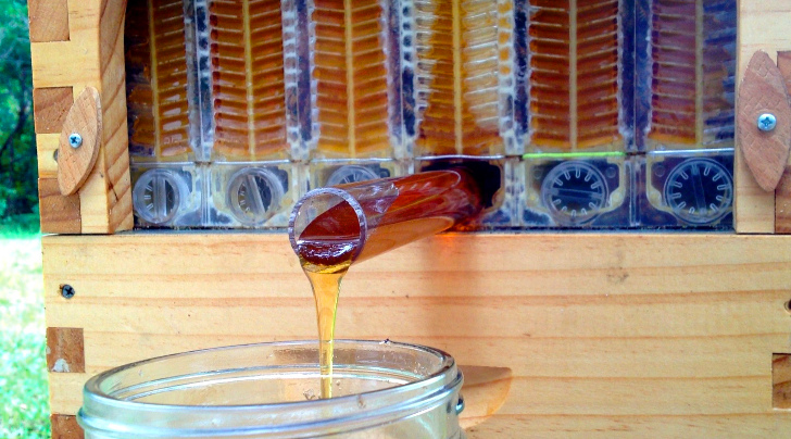 Honey-on-Tap-Directly-From-Your-Beehive-5