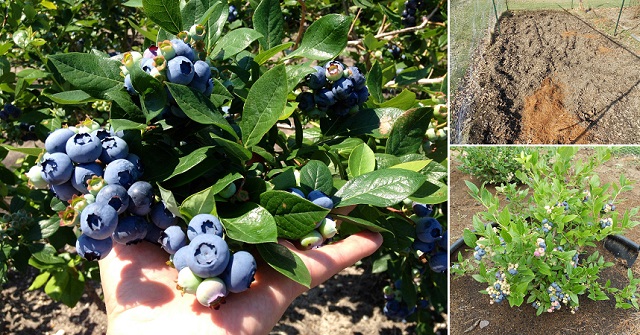Grow-Blueberries-at-Home