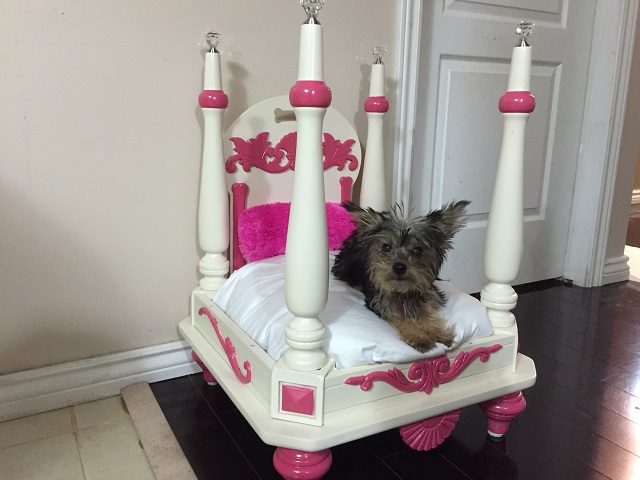 new-bed-for-puppies-1
