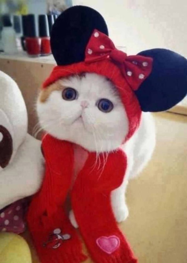 Cat-Costumes-for-Halloween-3