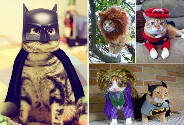 Cat-Costumes-for-Halloween
