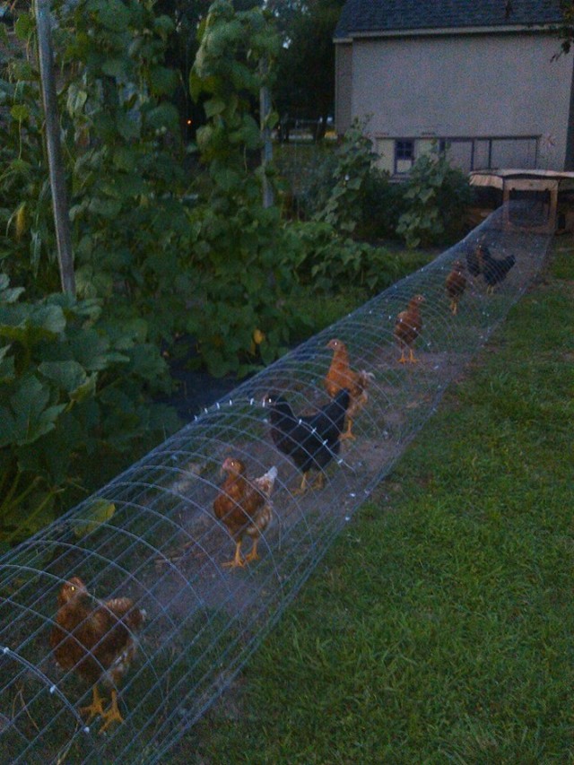 Moveable-Chicken-Tunnel-11