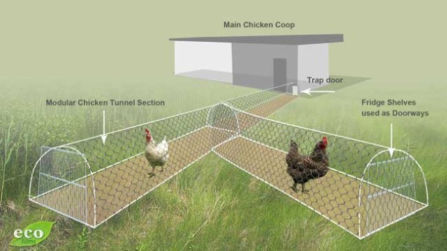 Moveable-Chicken-Tunnel-16