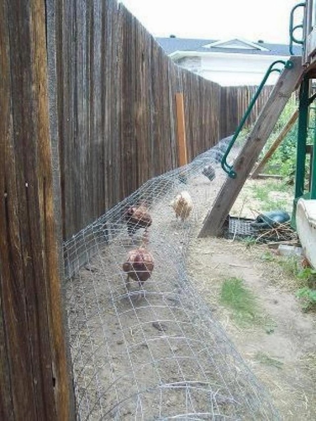Moveable-Chicken-Tunnel-3