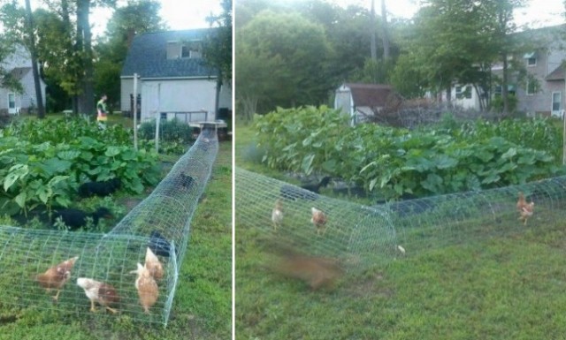 Moveable-Chicken-Tunnel