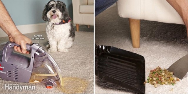 clean-carpet-pet-owners