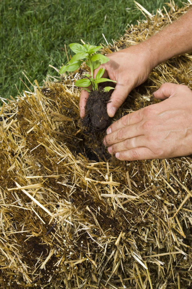 How-to-Build-a-Straw-Bale-Garden-6