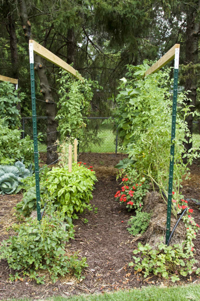 How-to-Build-a-Straw-Bale-Garden-7