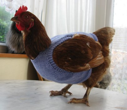 Chicken-Sweaters-2