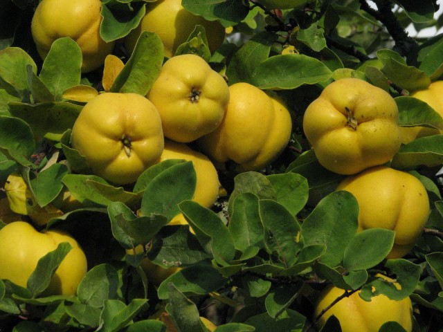 Fruiting_quince
